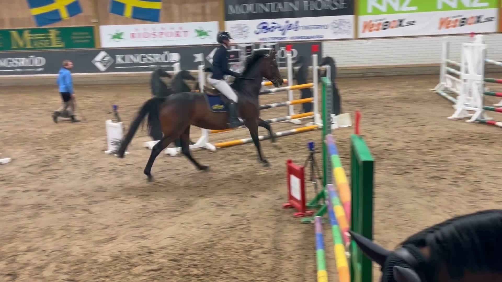 Hoppning hästar till salu: Tävlingshäst och snyggt selektionssto - Video 1