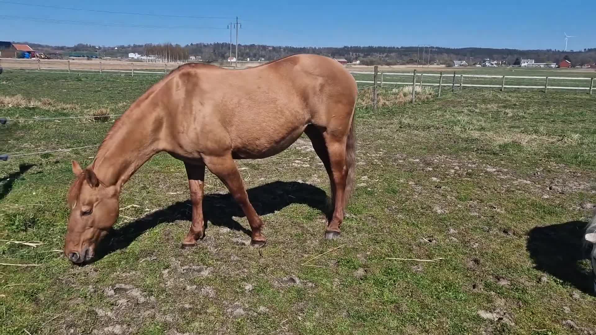 Avelshästar hästar till salu: Välstammat sto avel/promenad/sällskap - Video 1