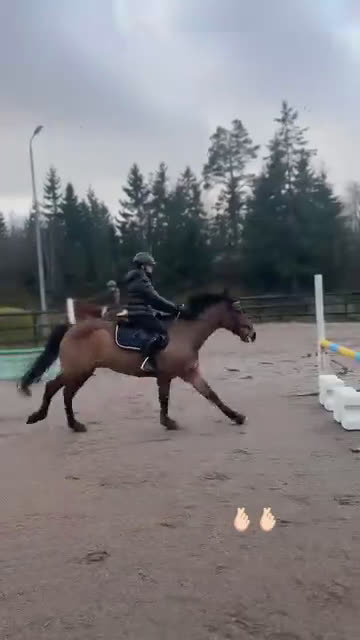 Hoppning hästar till salu: Mycket trevlig ponny! Reserverad! - Video 2