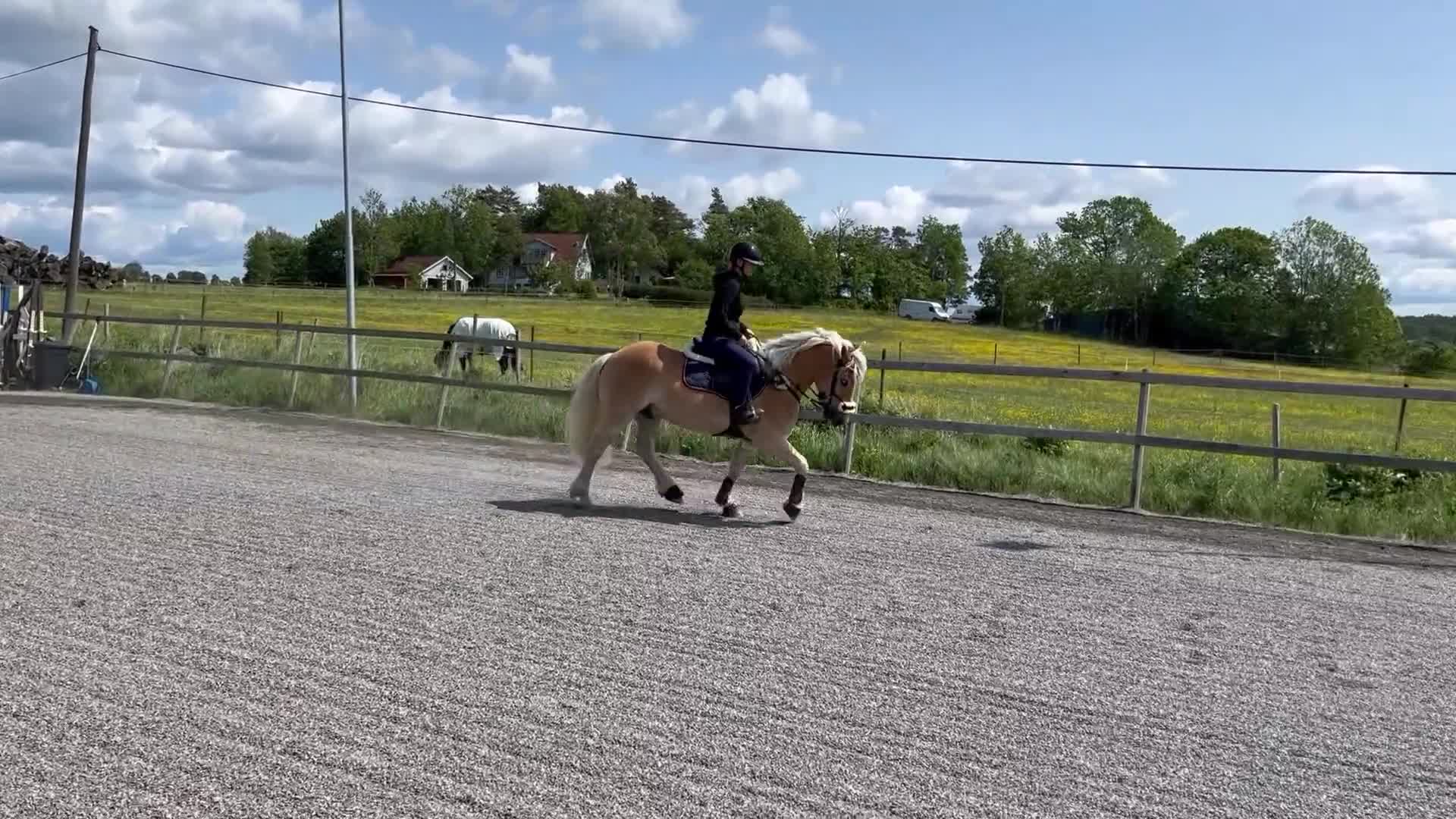 Allround hästar till salu: Haflinger kille med mycket personlighet 💛 i Olofstorp - Video 1