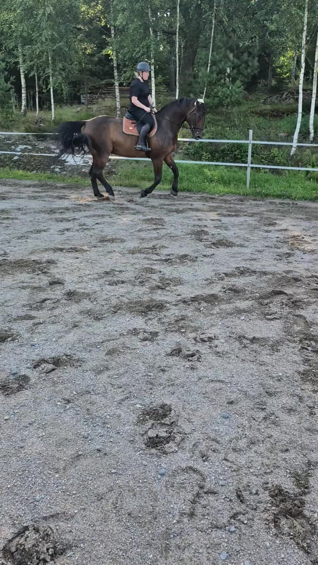 Allround hästar till salu: Trevlig SWB valack - Video 4