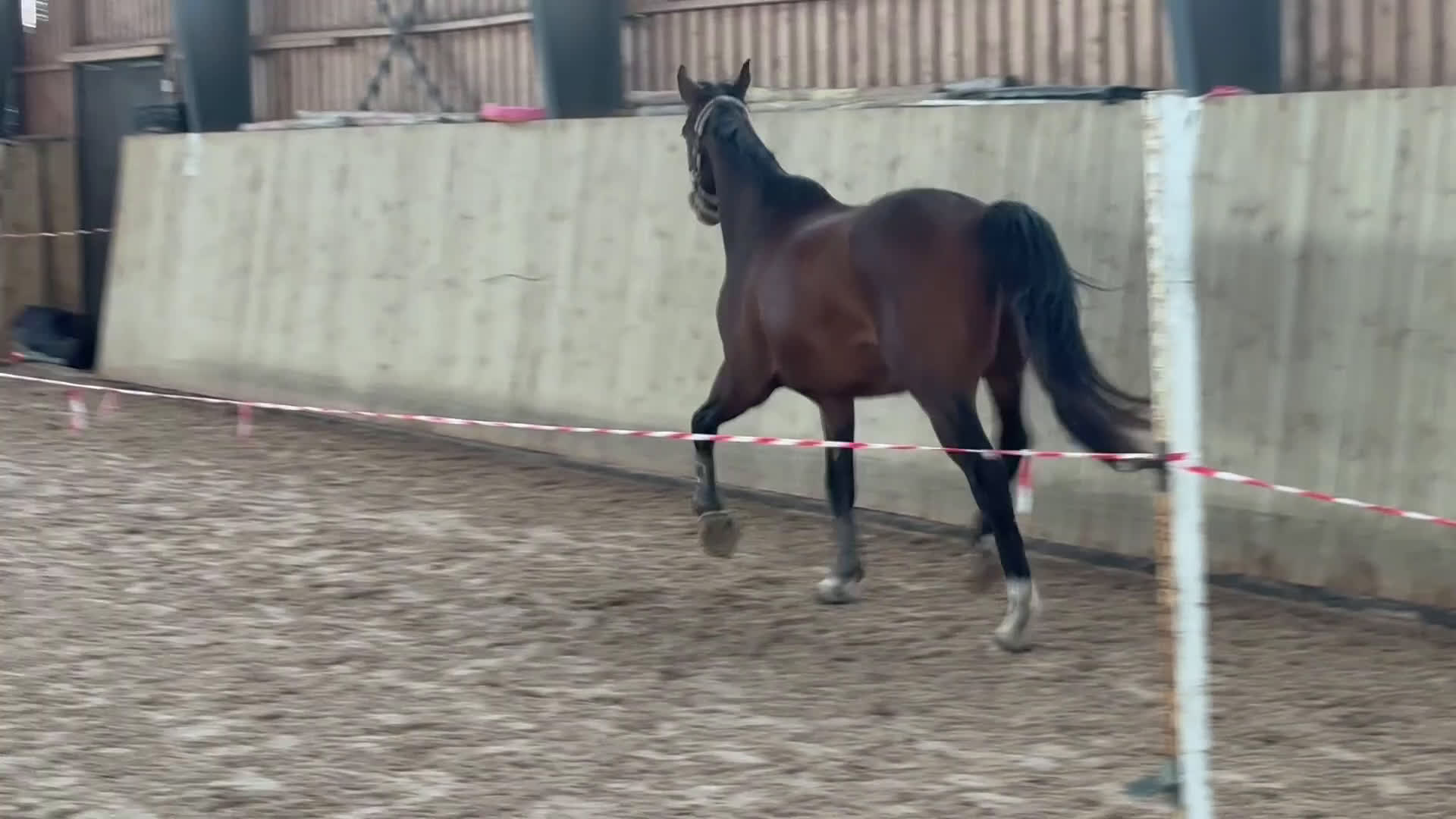 Hoppning hästar till salu: 3 åring för årgångschampionaten i Höör - Video 1