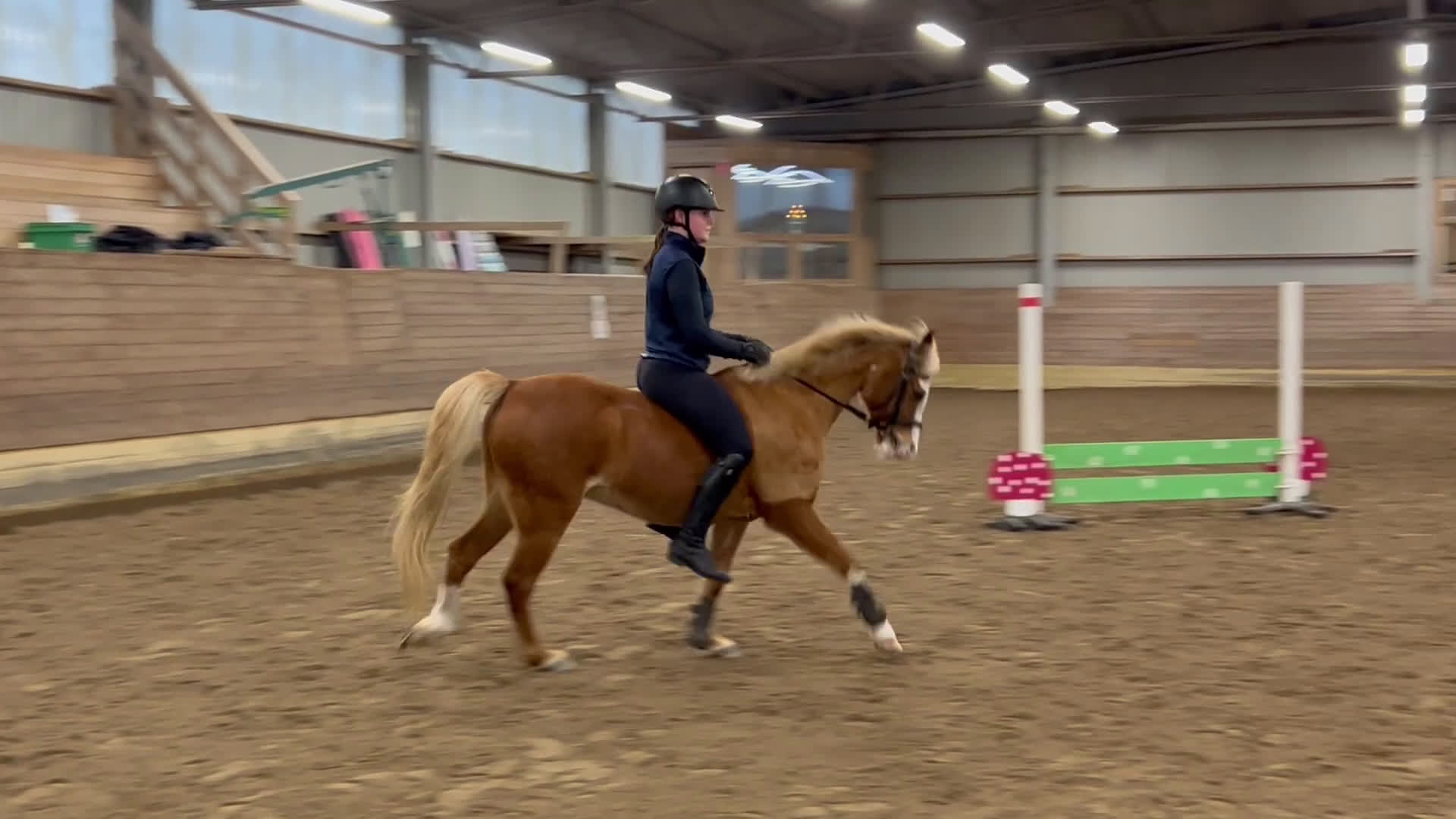 Allround hästar till salu: Guldponnyn Arhults Amazon - Video 2