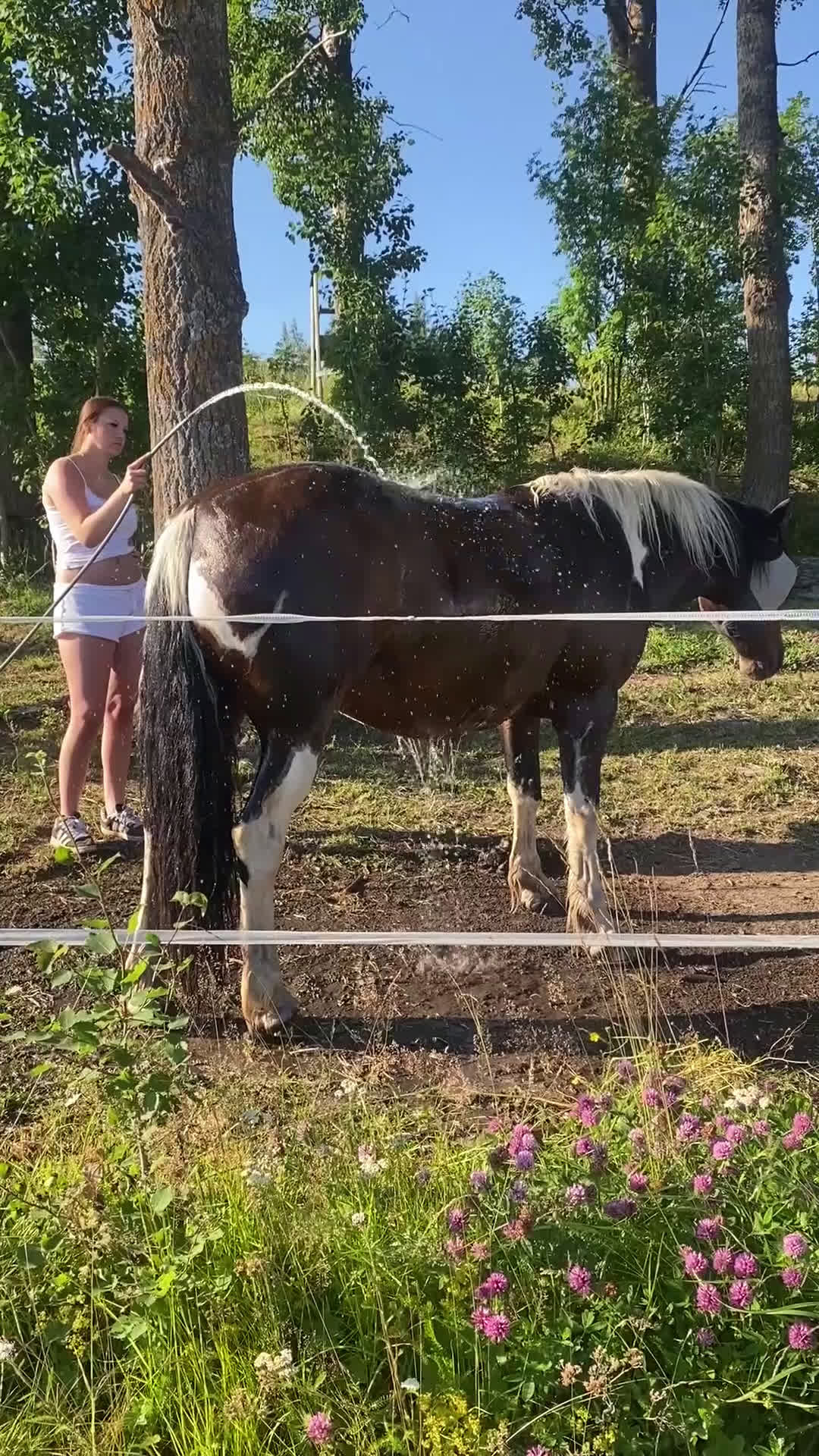 Hoppning hästar till salu: D-ponny söker nytt kärleksfullt hem i Alsen - Video 1