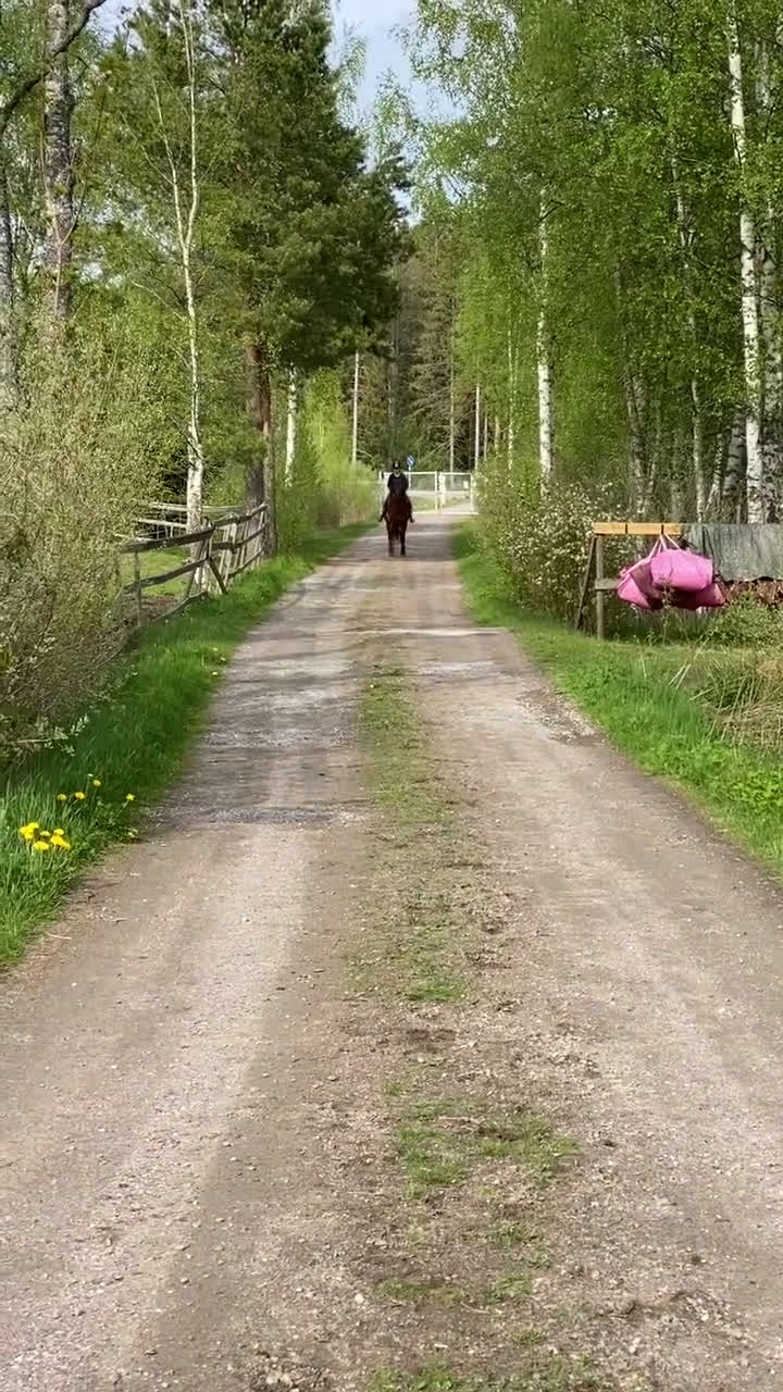 Övrigt hästar till salu: SMÅTT AKUT🌟Inriden travare🌟 - Video 5