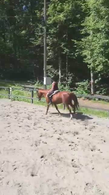  medryttarhäst sökes: Medryttarhäst Sökes i/nära Eslöv/lLund✨ - Video 2