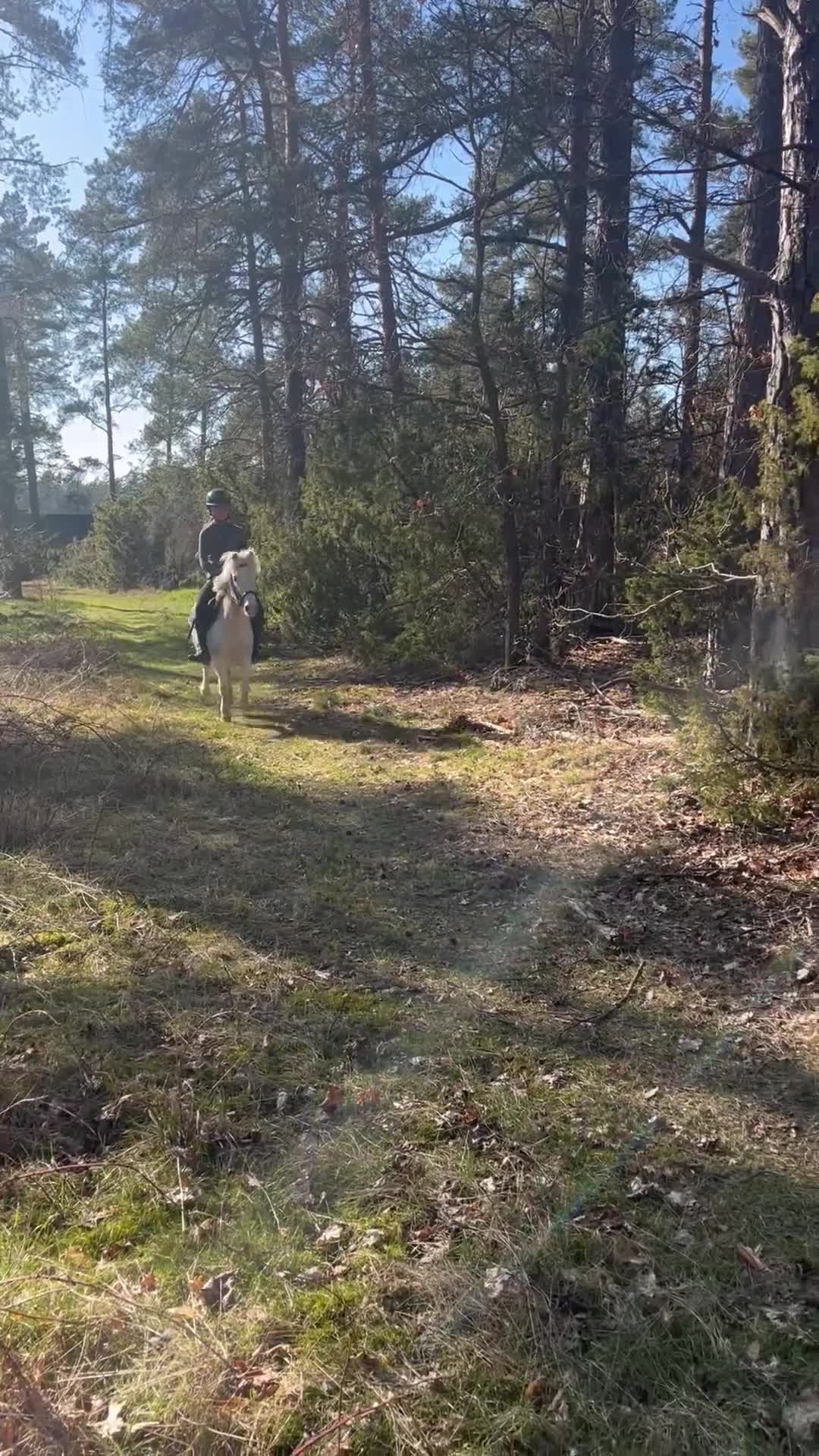 Allround hästar till salu: Rosettplockare hoppning/dressyr 🌸 - Video 3