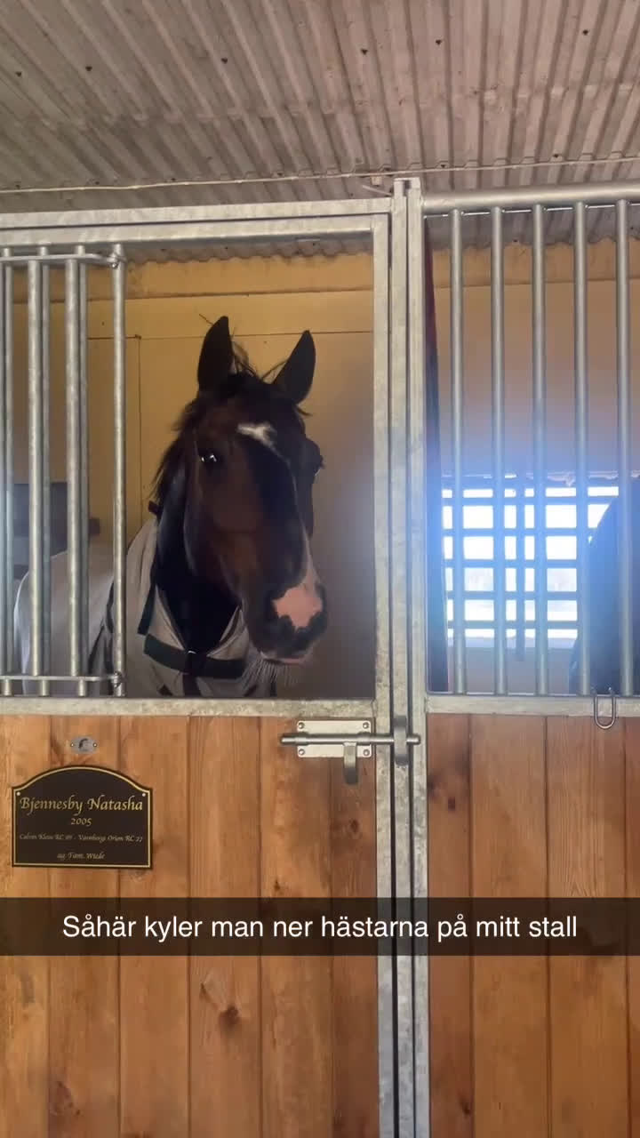 Allround hästar till salu: Lovande unghäst i Ålberga - Video 1