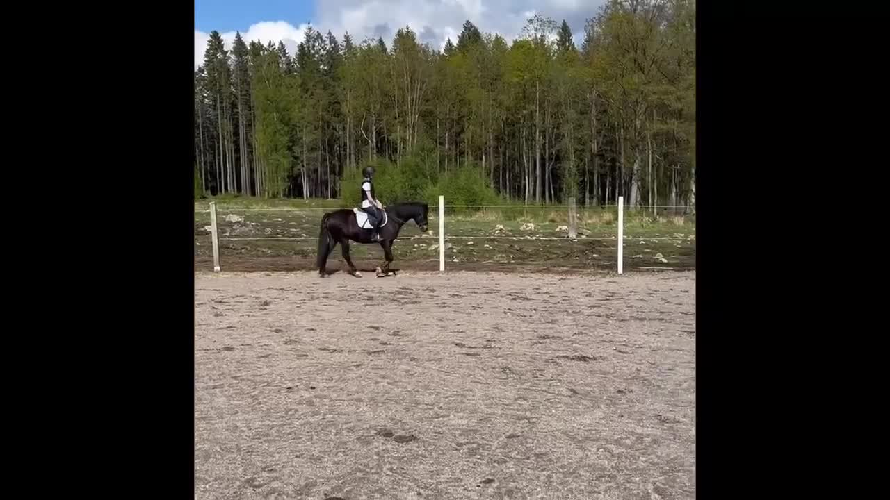 Allround hästar till salu: Bponny Allround körning/hopp/dressyr - Video 3