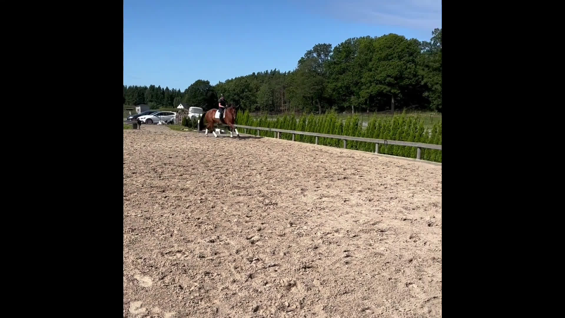 Allround hästar till salu: Stor snygg kille till valfri diciplin! i Flen - Video 2