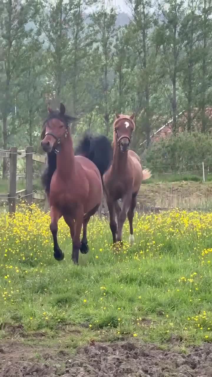 Allround hästar till salu: Naples Castella Melody 1 år - Video 1