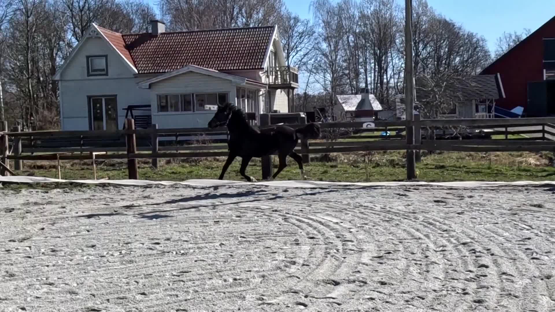 Dressyr hästar till salu: Snyggt sto - Video 2