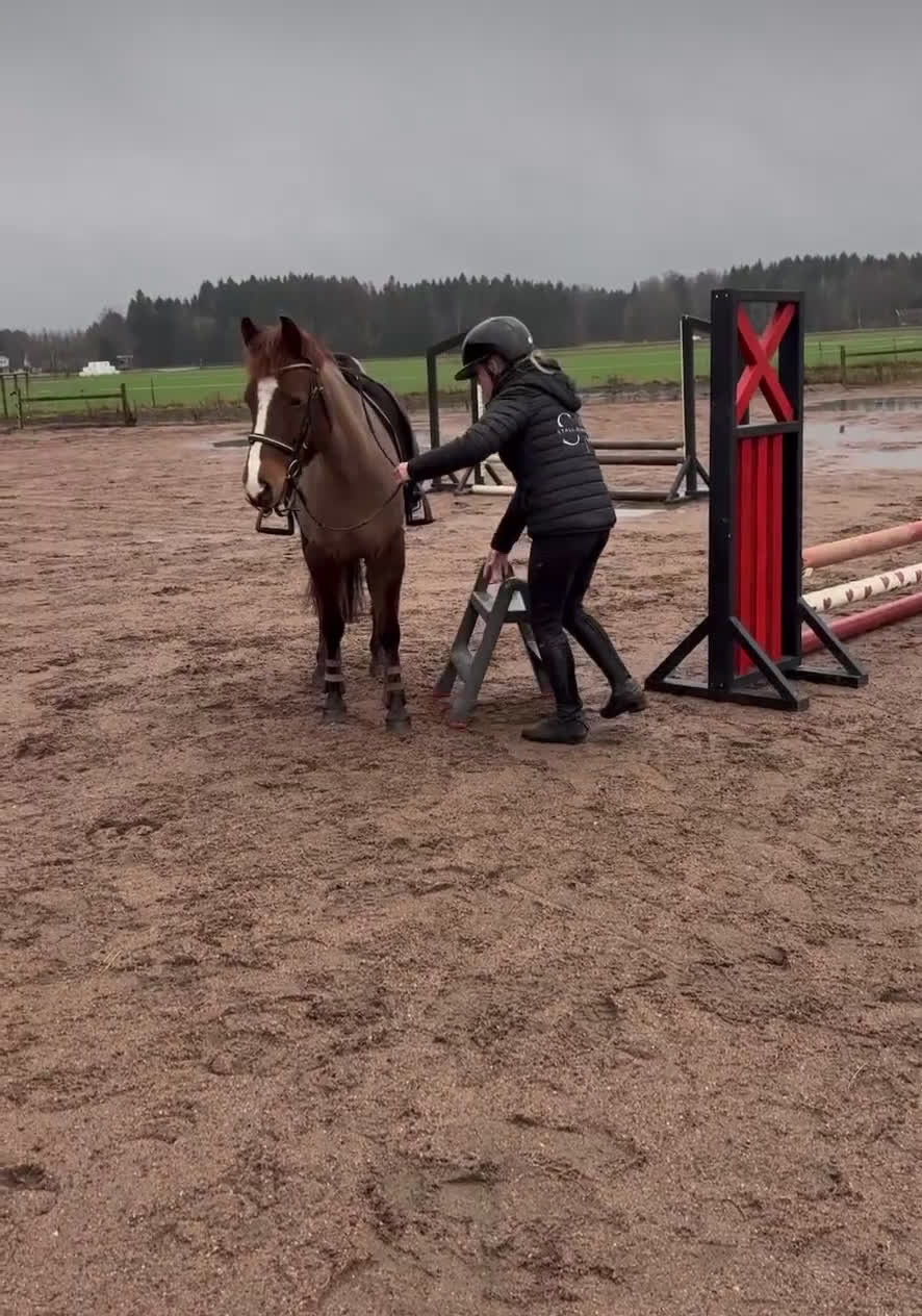 Hoppning hästar till salu: B ponny för framtiden! - Video 2