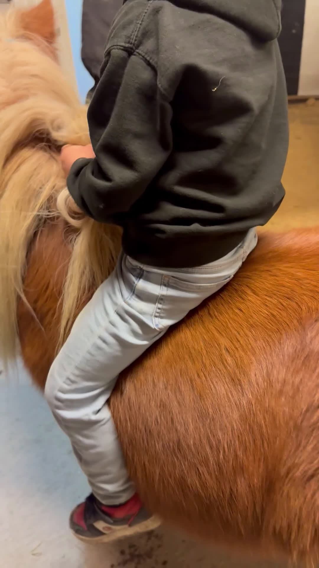 Allround hästar till salu: Underbar Shetlandsponny  i Årjäng - Video 5