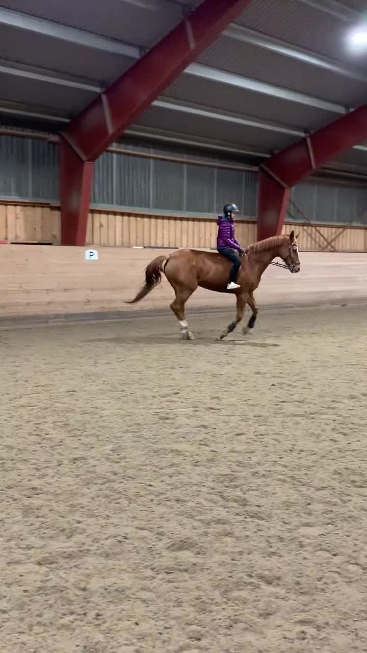 Allround hästar till salu: ⭐️ Trygg valack med power för hoppning ⭐️ - Video 4