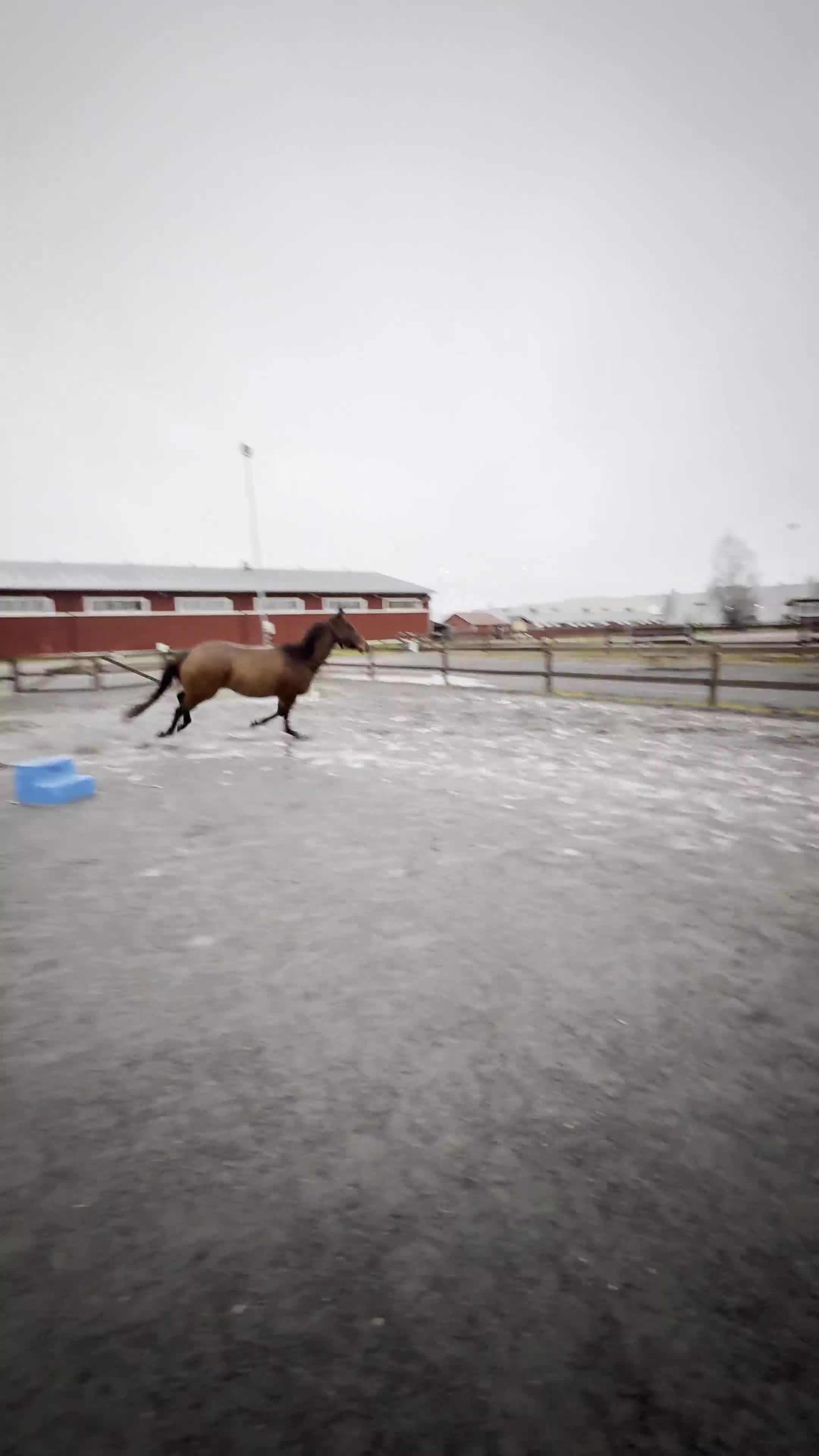 Allround hästar till salu:  Trevlig fullblodsvalack  - Video 1