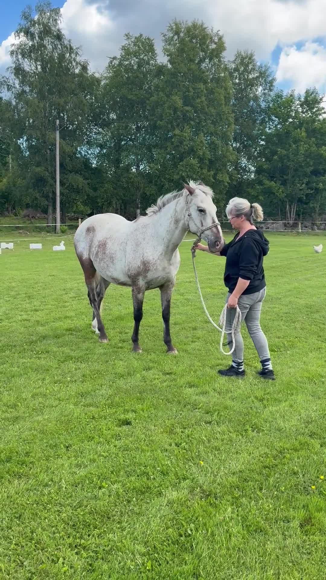 Övrigt hästar till salu: Appaloosa - Video 1
