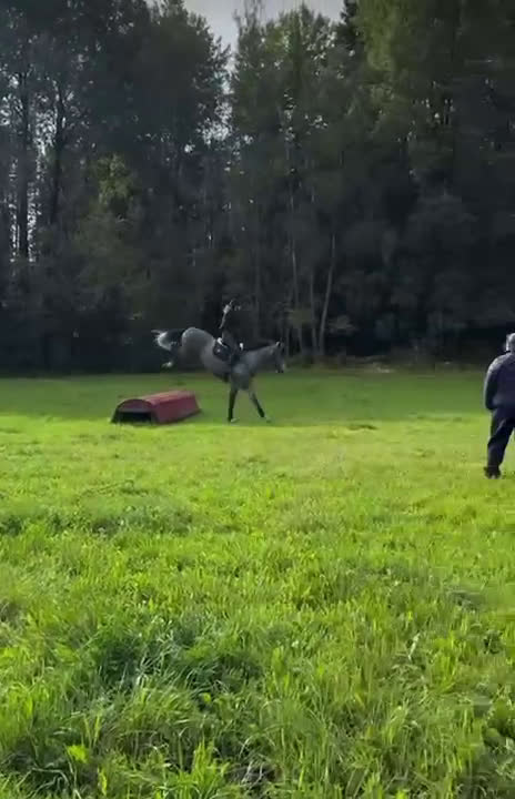 Hoppning hästar till salu: Hopp/Fälttävlan talang - Video 1