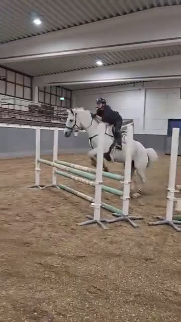 Hoppning hästar till salu: Bombsäker höjdhoppare! i Kalmar - Video 1