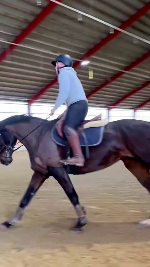 Allround hästar till salu: Trevligt Feminint Sto i Borrby - Video 2