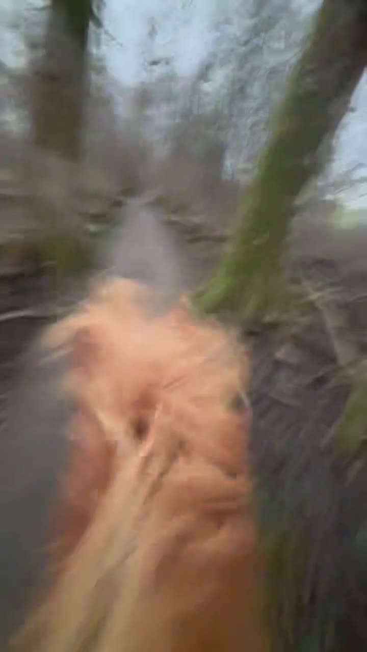 Island hästar till salu: En toppen häst för rätt person  - Video 1