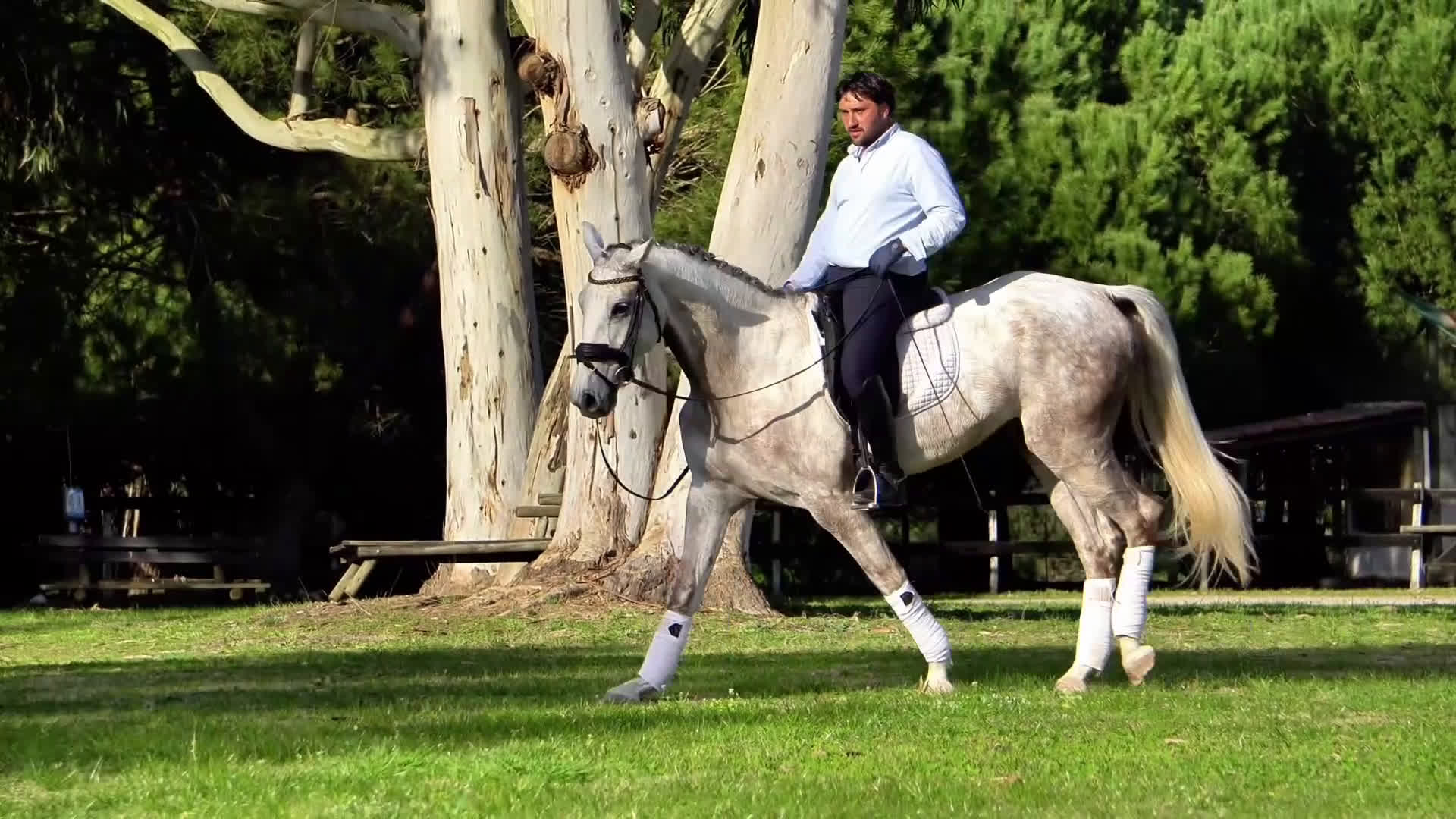 Dressyr hästar till salu: Framtida stjärna lusowarmblood  - Video 1