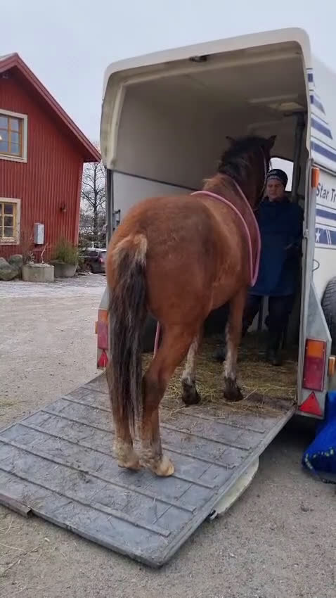 Allround hästar till salu: Am. curly-baskjir, valack i Lövånger - Video 1