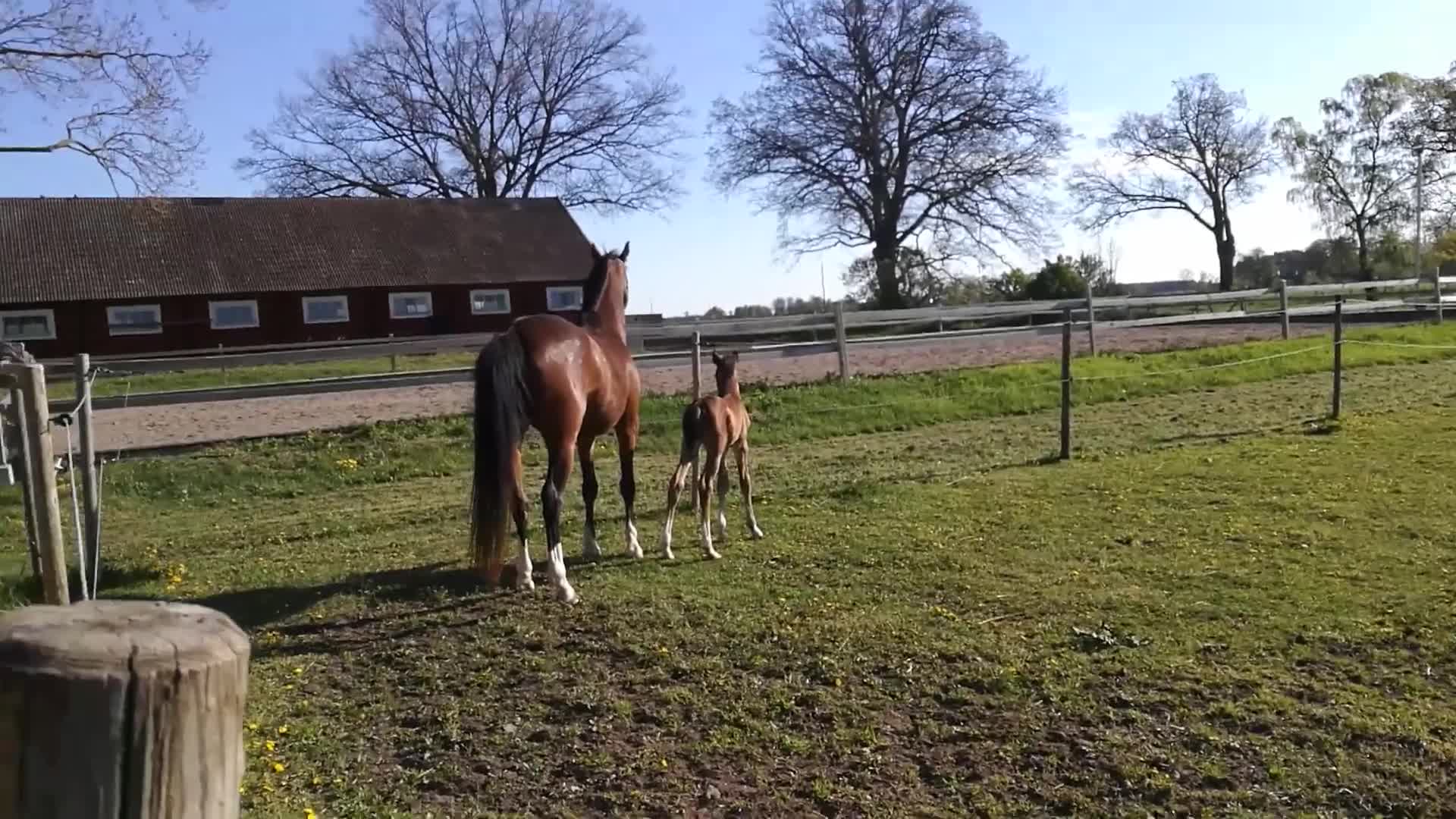 Allround hästar till salu: Bästa kompis potential i Nybro - Video 4