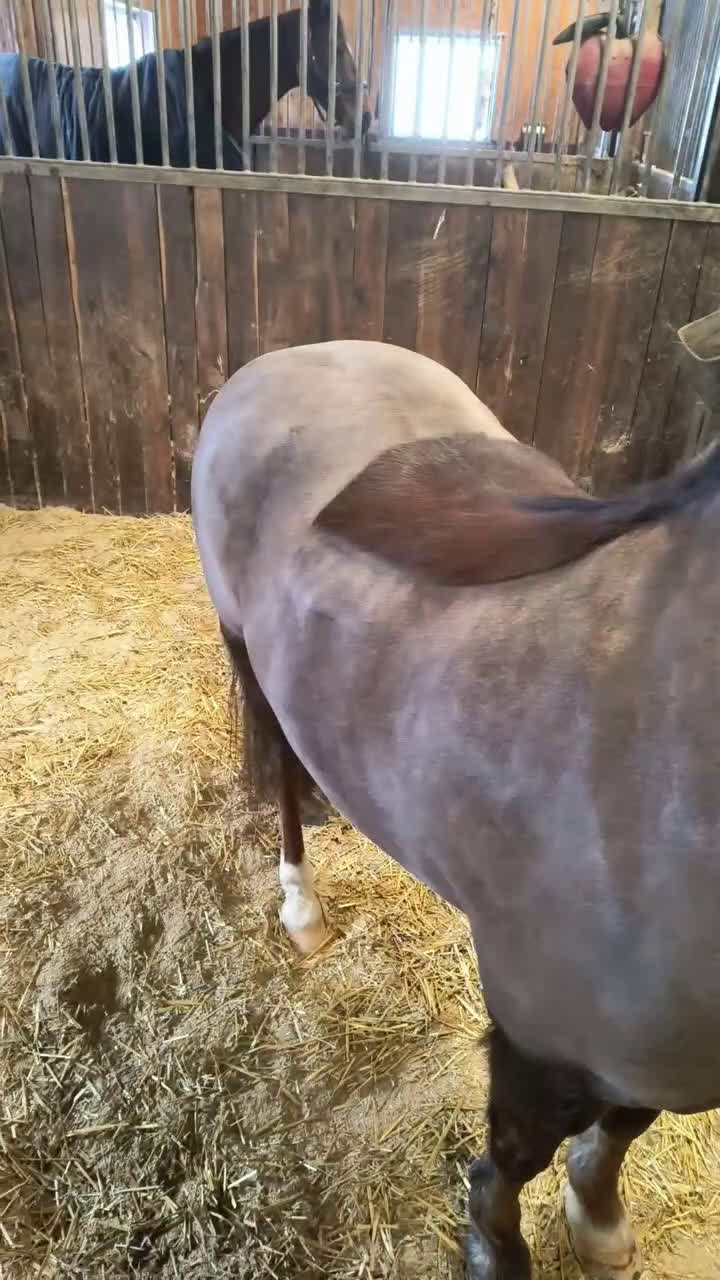 Allround hästar till salu: Welsh mountain sto med utstrålning - Video 1