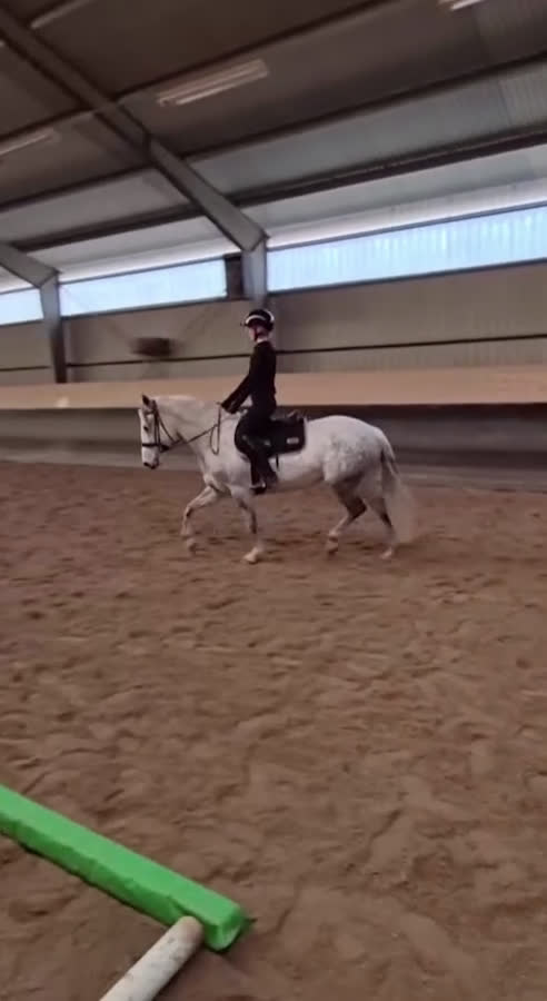 Allround hästar till salu: Vacker skimmel söker nytt hem - Video 1