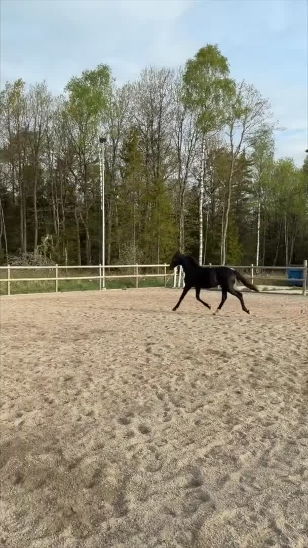 Dressyr hästar till salu: Framtidens dressyrstjärna e. Skyline To B-Negro - Video 1