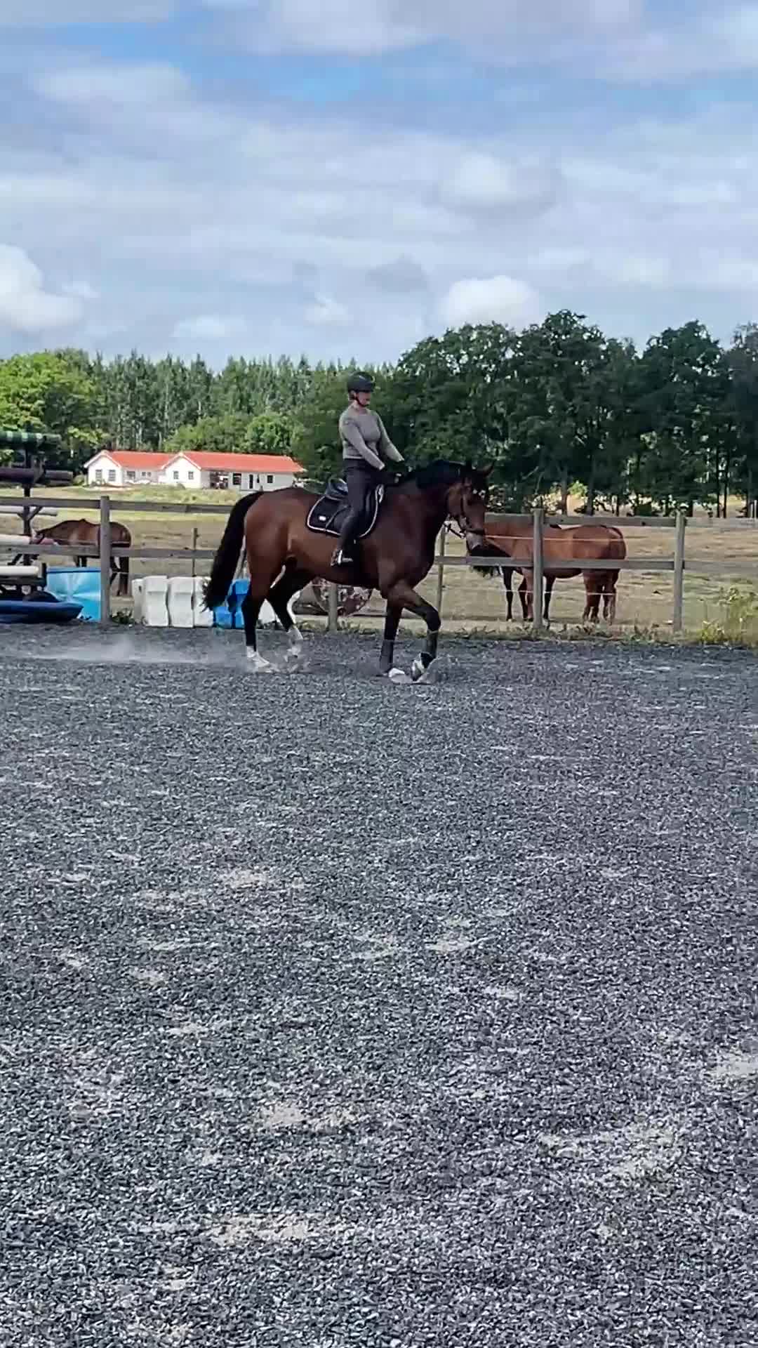 Hoppning hästar till salu: Rejäl blivande hoppstjärna i Kristianstad - Video 3