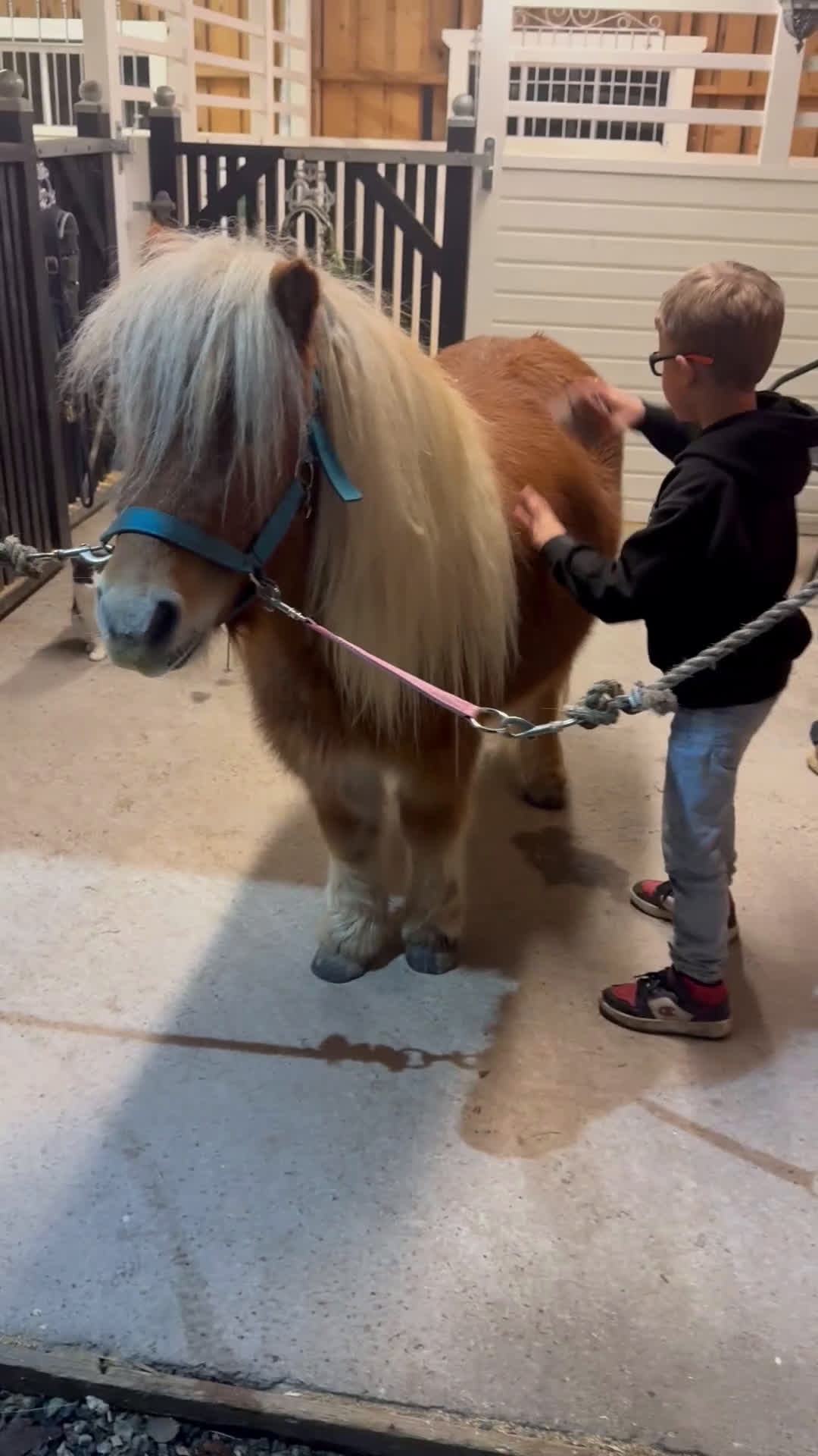 Allround hästar till salu: Underbar Shetlandsponny  i Årjäng - Video 2