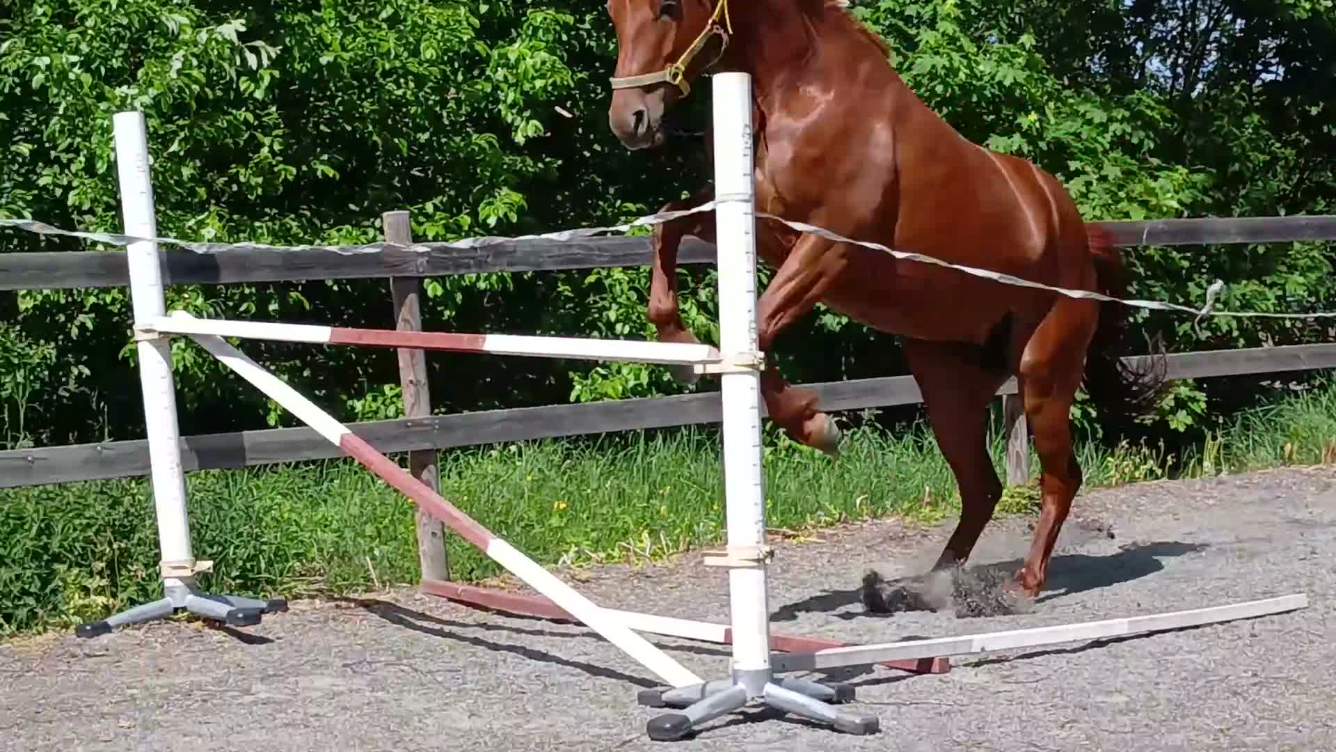 Allround hästar till salu: Till Salu - Trevlig 5-årigt SWB-sto e. Zafferano - Video 4