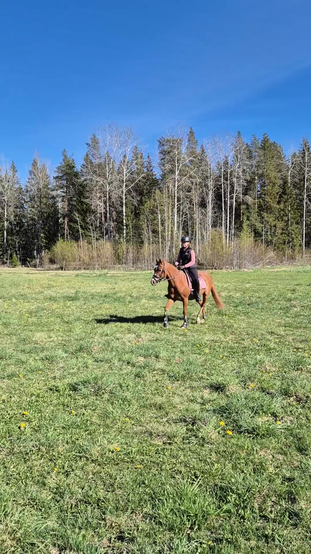 Allround hästar till salu: D-ponnyn Gunnar letar ny liten ryttare - Video 1