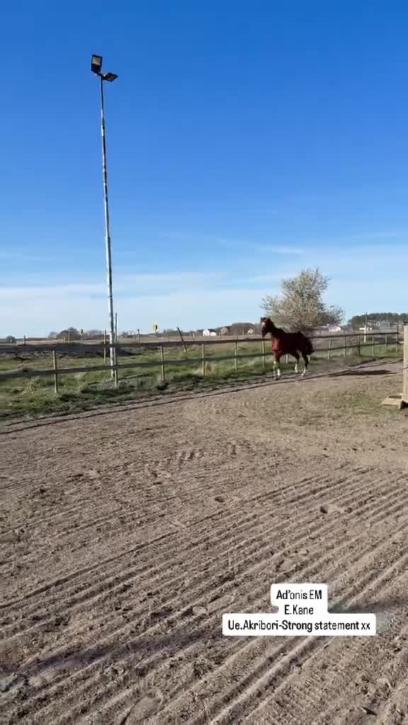 Dressyr hästar till salu: valack E. Kane ue Akribori f. 2022 i Kristianstad - Video 1