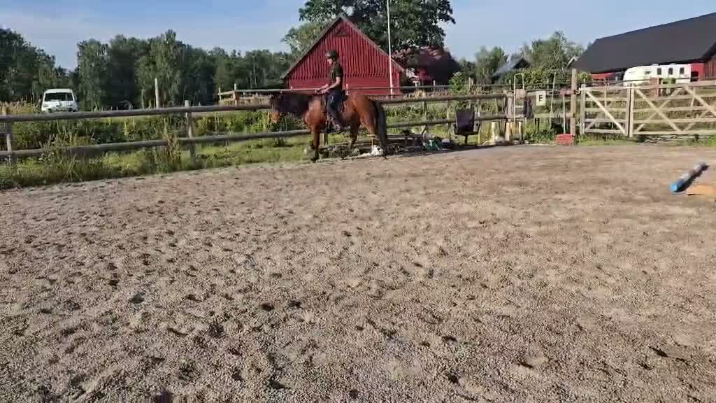 Island hästar till salu: Vackert supertrevligt lovande sto! Ev byte - Video 1