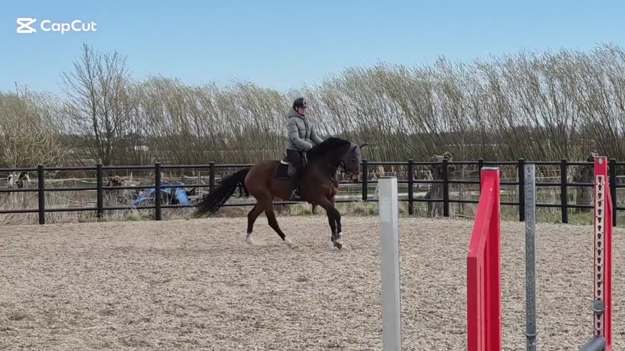 Hoppning hästar till salu: Toppstam hoppn 5årigt sto haft föl - Video 1