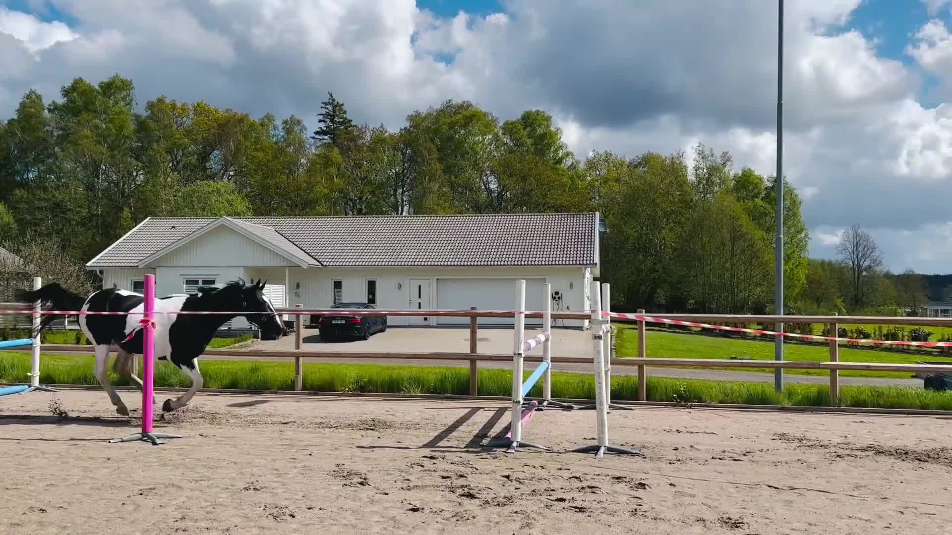 Hoppning hästar till salu: Lovande unghäst med talang & arbetsvilja!  - Video 1