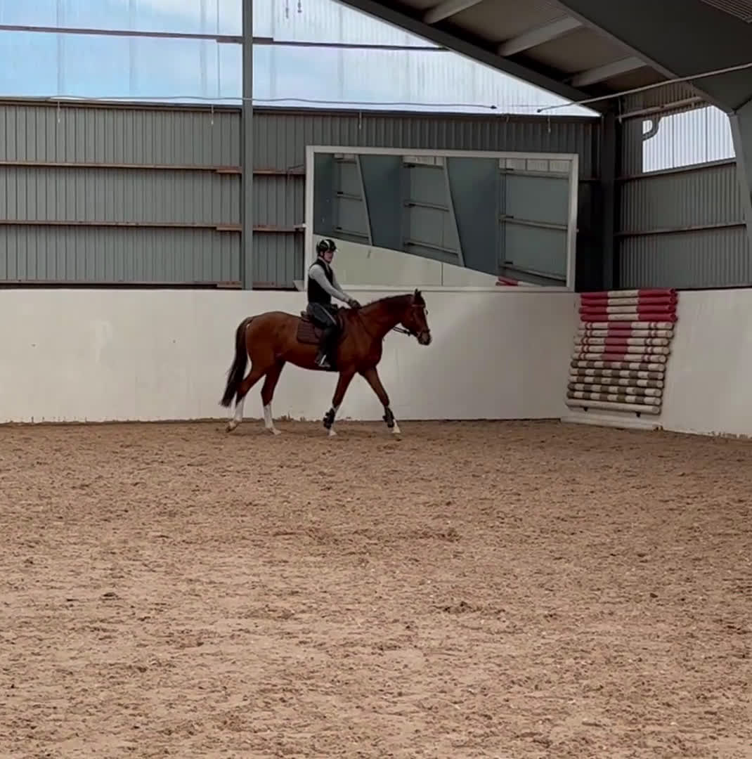 Hoppning hästar till salu: Okomplicerad hopptalang - Video 1