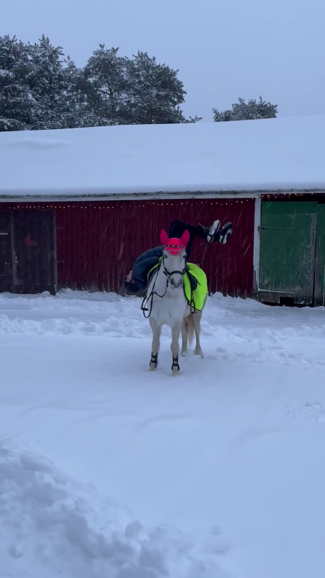 Allround hästar till salu: En bästa kompis  i Sangis - Video 2