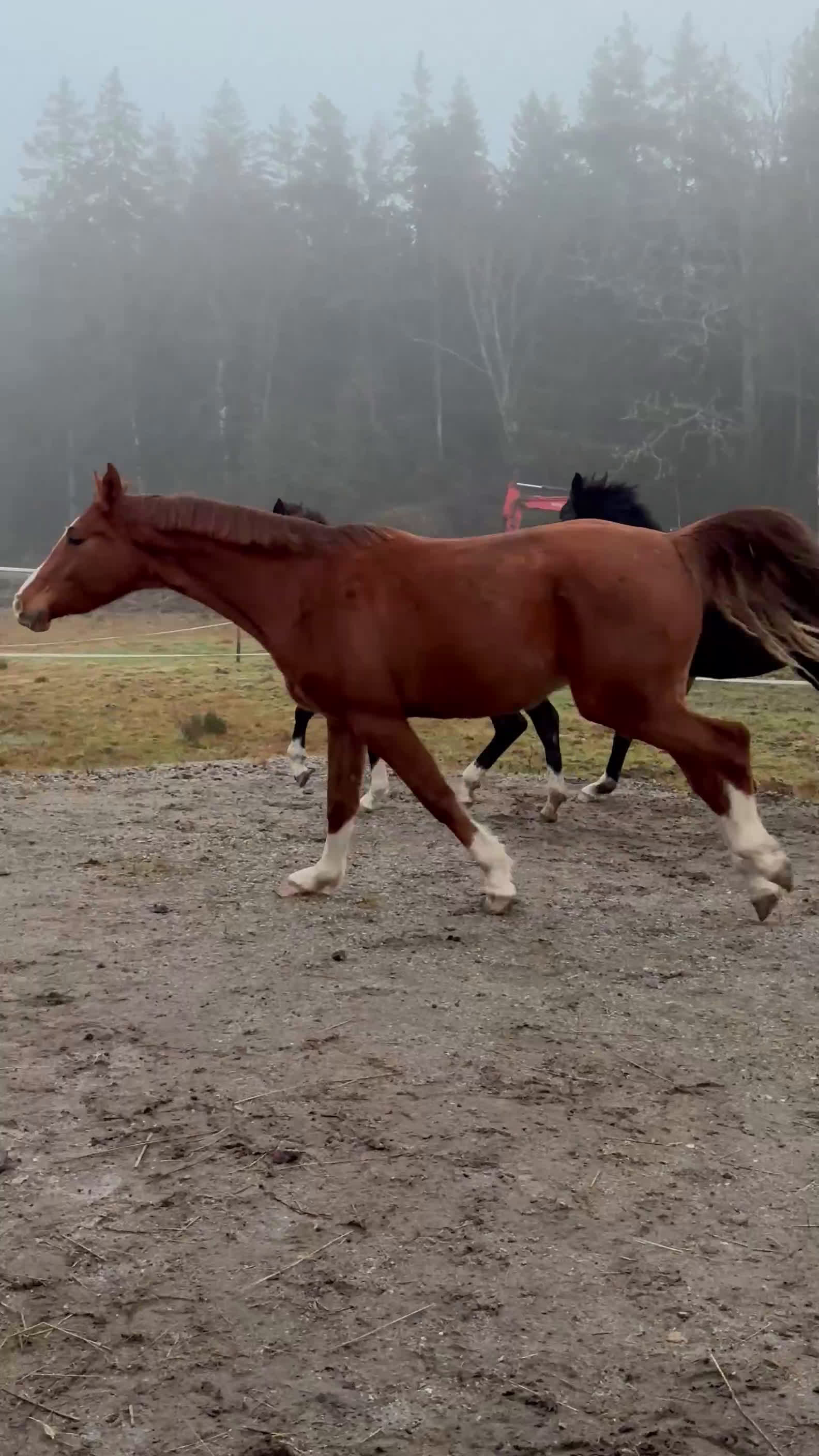 Dressyr hästar till salu: Vackert stoföl - Video 1