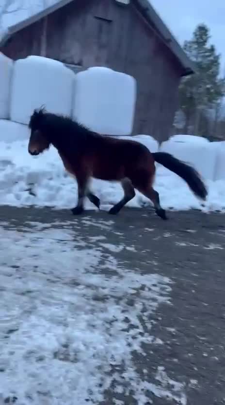 Island hästar till salu: Trevlig valack 3 år - Video 5