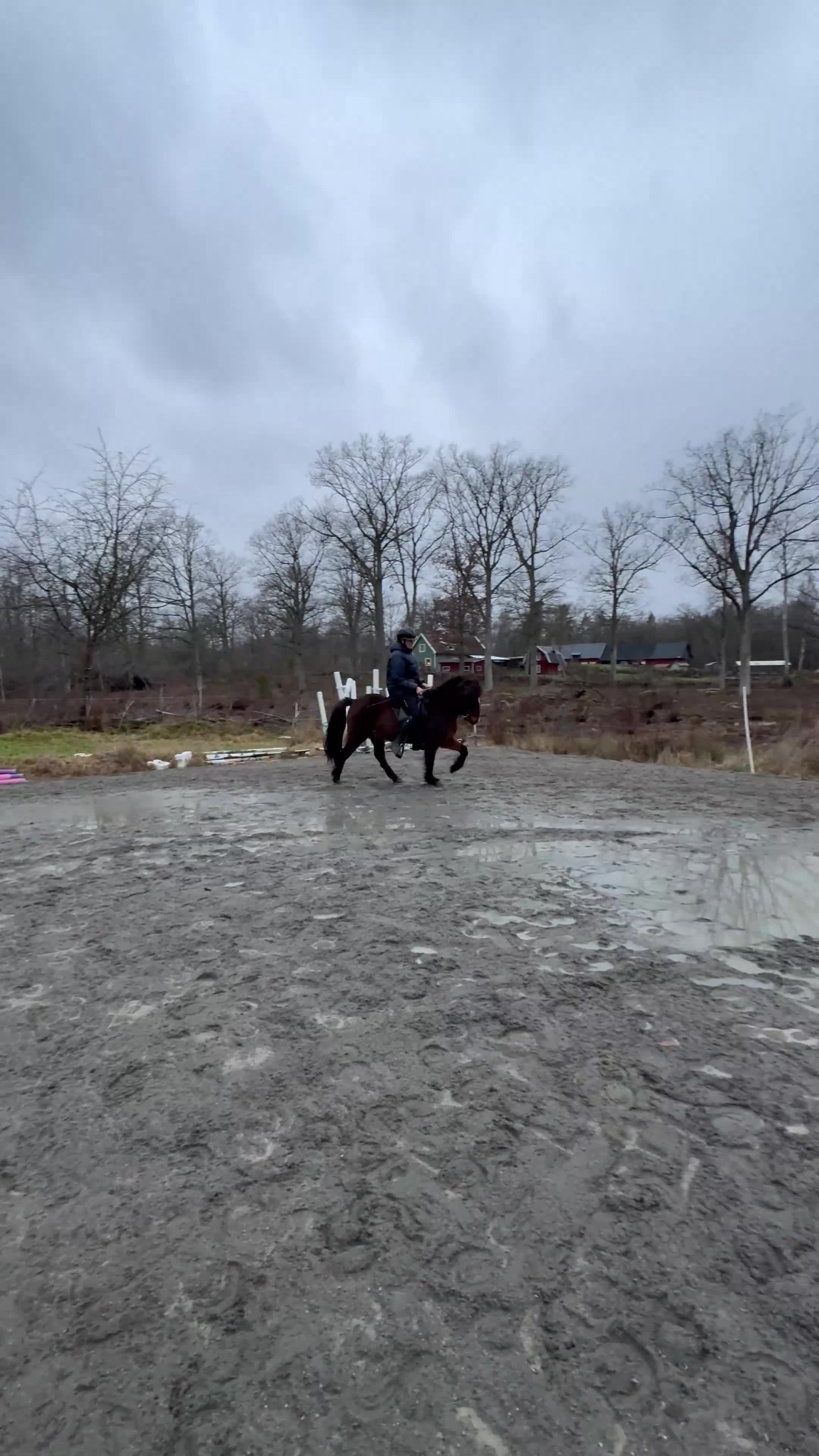 Island hästar till salu: Liten tuff valack - Video 1