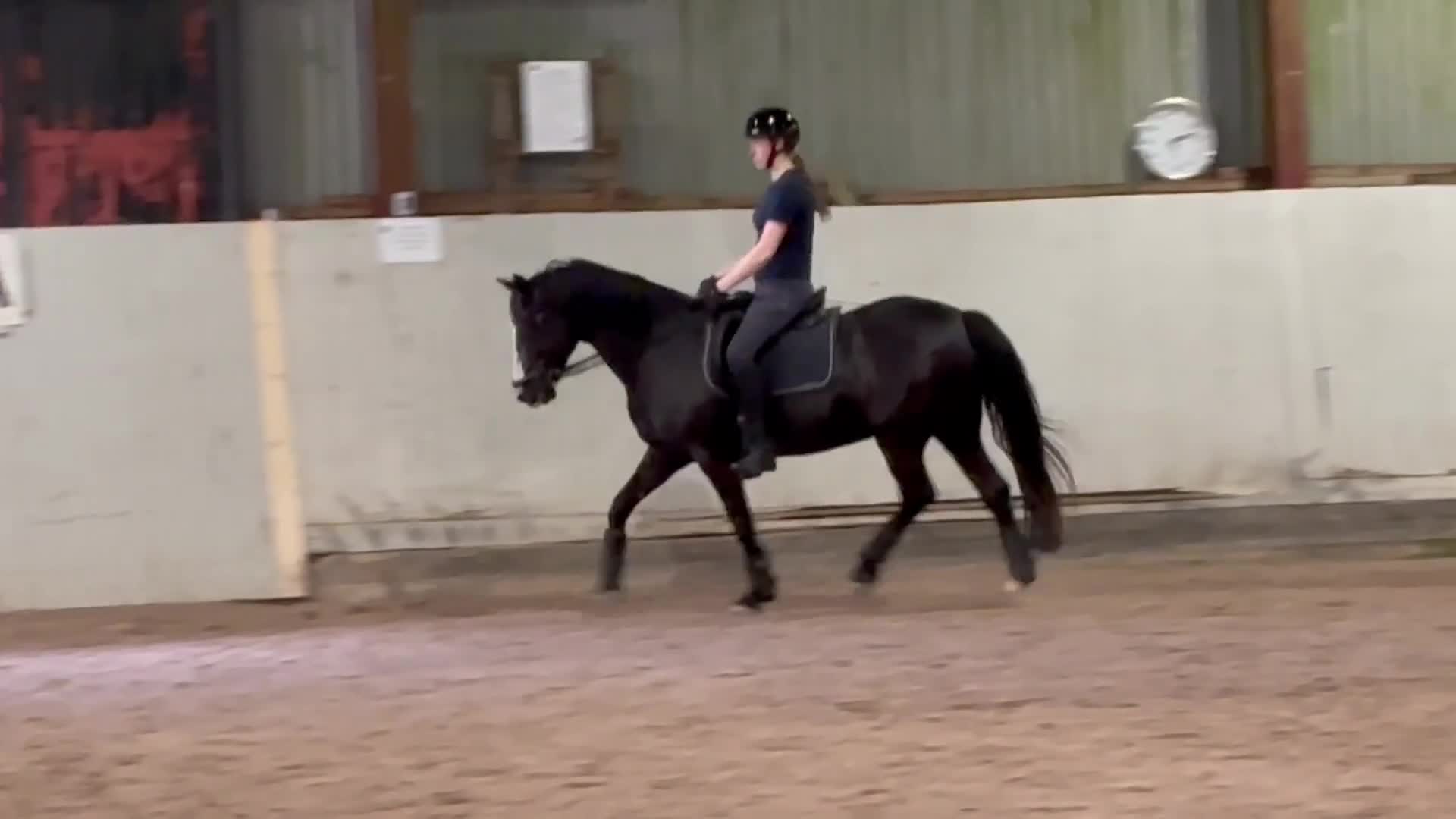 Dressyr hästar till salu: Snygg träningskompis! - Video 3