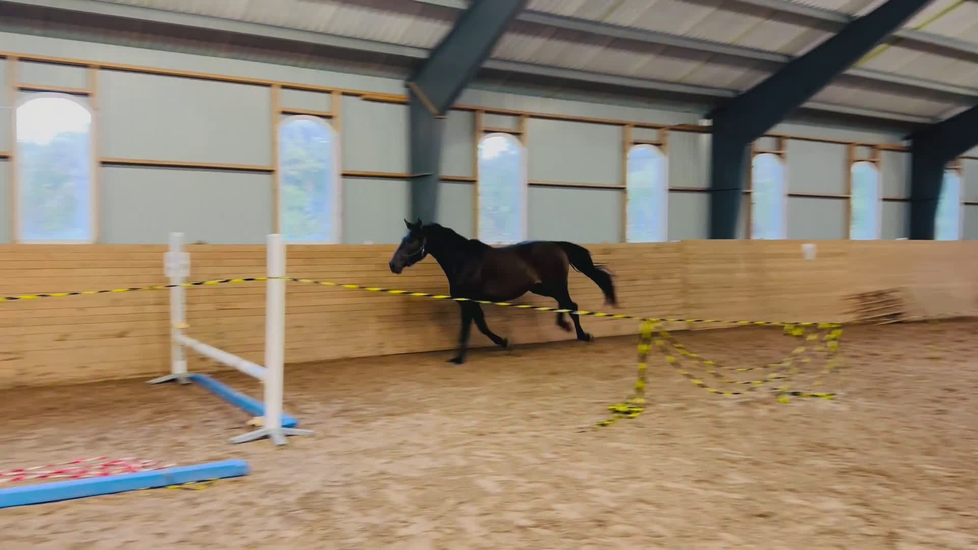 Hoppning hästar till salu: Lovande hoppvalack i Rottne - Video 4