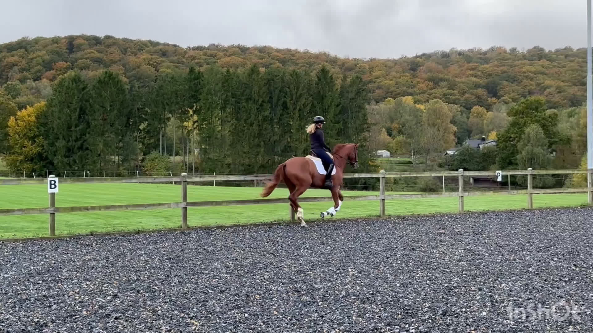 Dressyr hästar till salu: Rörlig gångartstalang e. Freetown  - Video 2