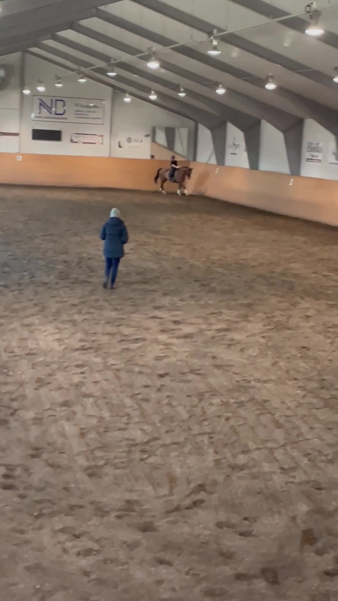 Dressyr hästar till salu: Snäll valack säljes - Video 3
