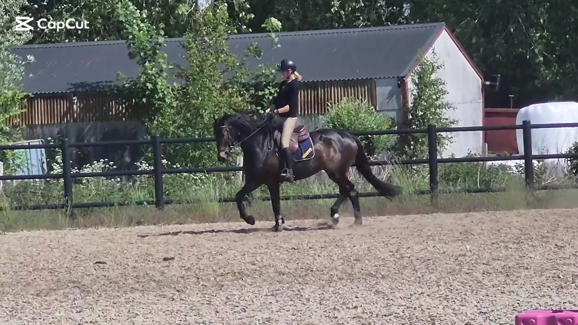 Allround hästar till salu: Ev byte dressyr - hopp - Video 1