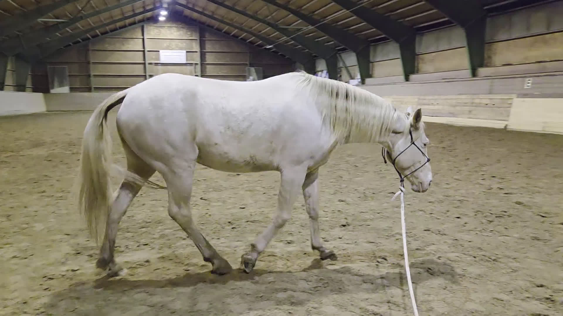 Working Equitation hästar till salu: En riktigt trevlig ponny  i Färgelanda - Video 1